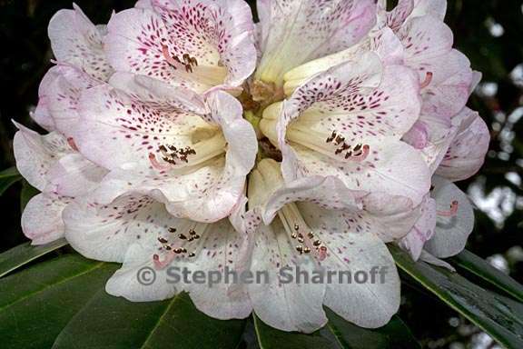 rhododendron irroratum subsect irrorata 1 graphic